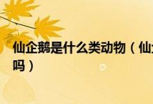 仙企鹅是什么类动物（仙企鹅是一种能在海洋中生存的鸟类吗）