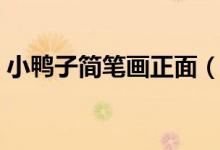 小鸭子简笔画正面（小鸭子简笔画（图文））