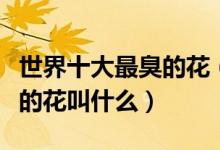 世界十大最臭的花（气味难闻的花有哪些最臭的花叫什么）