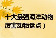 十大最强海洋动物（第一名碾压大白鲨海洋最厉害动物盘点）