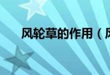 风轮草的作用（风轮菜和风轮草区别）