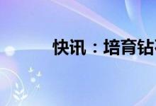 快讯：培育钻石概念股快速拉升