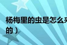 杨梅里的虫是怎么来的（杨梅的虫子是哪里来的）