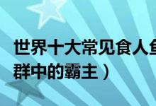 世界十大常见食人鱼（食人鱼十大基本种类鱼群中的霸主）