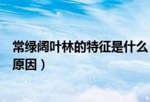 常绿阔叶林的特征是什么（常绿阔叶林和常绿硬叶林的形成原因）