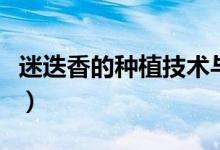 迷迭香的种植技术与管理（迷迭香的种植技术）