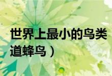 世界上最小的鸟类（十大最小的鸟我猜你只知道蜂鸟）