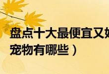 盘点十大最便宜又好养的宠物（最容易养活的宠物有哪些）
