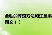 金钻的养殖方法和注意事项（金钻的养殖方法和注意事项（图文））
