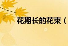 花期长的花束（花期长的花有什么）