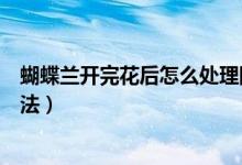 蝴蝶兰开完花后怎么处理图片（蝴蝶兰开完花后怎么处理方法）