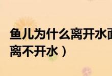 鱼儿为什么离开水面就不能成活（鱼儿为什么离不开水）