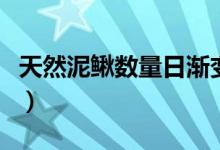 天然泥鳅数量日渐变少（养殖泥鳅投资多少钱）