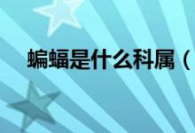 蝙蝠是什么科属（蝙蝠是什么科类动物）