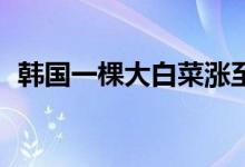 韩国一棵大白菜涨至62元（为什么这么贵）