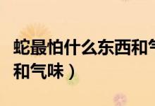 蛇最怕什么东西和气味视频（蛇最怕什么东西和气味）