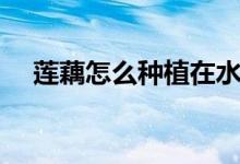 莲藕怎么种植在水缸里（莲藕怎么种植）