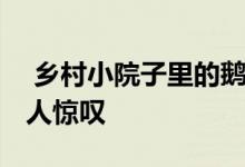  乡村小院子里的鹅卵石铺得如此之好 美得令人惊叹 