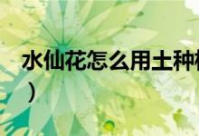 水仙花怎么用土种植（水仙花怎么养（图文））