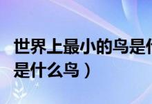 世界上最小的鸟是什么鸟啊（世界上最小的鸟是什么鸟）