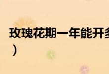 玫瑰花期一年能开多久（玫瑰花期一年开几次）