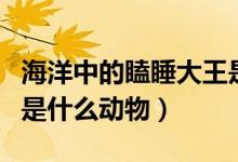 海洋中的瞌睡大王是什么（海洋中的瞌睡大王是什么动物）