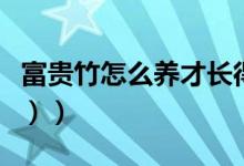 富贵竹怎么养才长得好（富贵竹怎么养（图文））