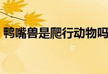 鸭嘴兽是爬行动物吗（鸭嘴兽是爬行动物吗）
