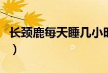 长颈鹿每天睡几小时（长颈鹿每天睡几个小时）