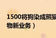 1500将狗染成熊猫（宠物咖啡馆开设染色宠物新业务）
