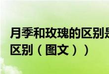 月季和玫瑰的区别是什么意思（月季和玫瑰的区别（图文））