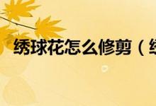 绣球花怎么修剪（绣球花怎么养（图文））