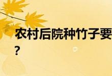  农村后院种竹子要注意什么 有哪些风水常识？ 