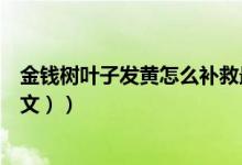 金钱树叶子发黄怎么补救最好（金钱树叶子发黄怎么办（图文））