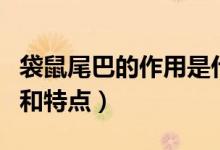 袋鼠尾巴的作用是什么情况（袋鼠尾巴的作用和特点）