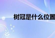 树冠是什么位置图片（树冠是什么）