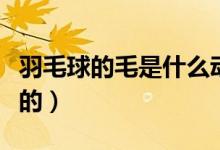 羽毛球的毛是什么动物（羽毛球的毛是什么做的）
