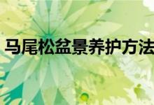 马尾松盆景养护方法（马尾松盆景养殖方法）