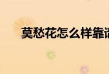 莫愁花怎么样靠谱吗（莫愁花怎么样）