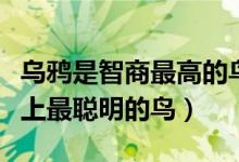 乌鸦是智商最高的鸟吗（乌鸦为什么称作世界上最聪明的鸟）