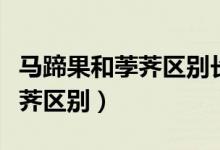 马蹄果和荸荠区别长在什么地方（马蹄果和荸荠区别）