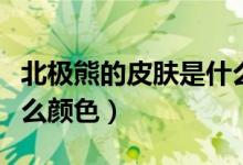 北极熊的皮肤是什么颜色（北极熊的皮肤是什么颜色）
