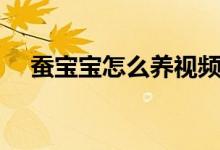 蚕宝宝怎么养视频教程（蚕宝宝怎么养）