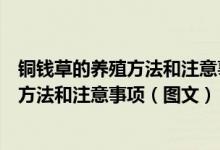 铜钱草的养殖方法和注意事项铜钱草怎么养（铜钱草的养殖方法和注意事项（图文））