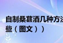自制桑葚酒几种方法（自制桑葚酒的危害有哪些（图文））