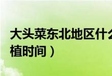 大头菜东北地区什么时侯种（黑大头青菜的种植时间）