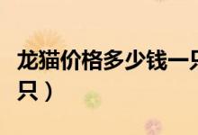 龙猫价格多少钱一只卷毛（龙猫价格多少钱一只）