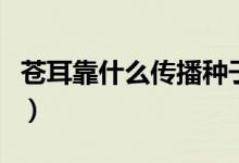 苍耳靠什么传播种子的（苍耳靠什么传播种子）