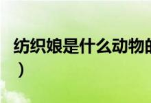 纺织娘是什么动物的别名（纺织娘是什么动物）