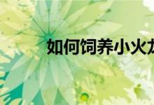 如何饲养小火龙（如何饲养小鸡）